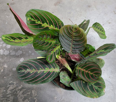 6" Maranta Red Prayer Plant